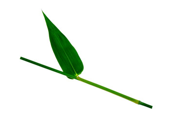Obraz premium Bamboo leaves green isolated on white the background.