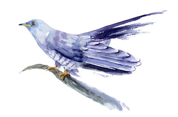 watercolor drawing of a bird - cuckoo on a branch