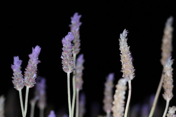 Beautiful Lavender Flowers