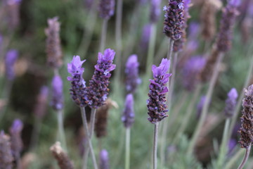 Beautiful Lavender Flowers