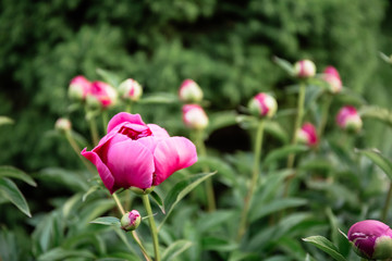 Closeup pink violet peony flowers
