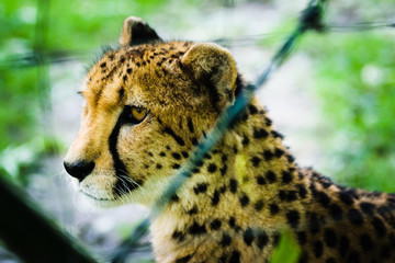 Cheetah in captivity, behind a fence, bokeh