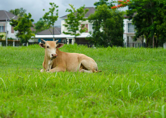 Fototapeta premium Thai cows in field