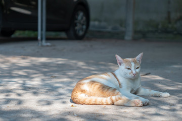 Portrait of white cat with orange spot, portrait of Thai cat