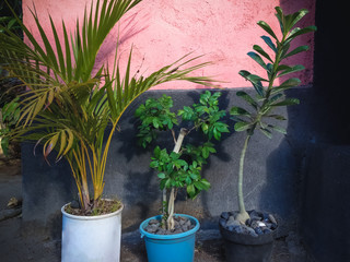 Simple Outdoor Decorative Potted Plants Bring Freshness In The House