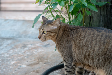 Obraz premium Portrait of striped cat on the street, portrait of Thai cat 