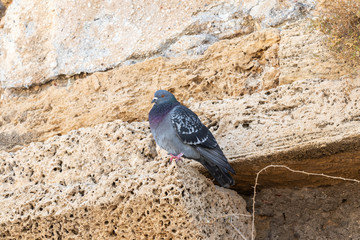 A pigeon  sits on a stone of the remains of the Roman aqueduct in Caesarea, in northern Israel