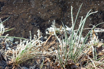 Dendrite crystals formed on the icy surface of forest lake. Close-up,  beautiful natural phenomenon.