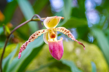 Obraz premium Lady slipper orchid or Paphiopedilum Slipper Orchid (Paphiopedilum gratrixianum) in bloom