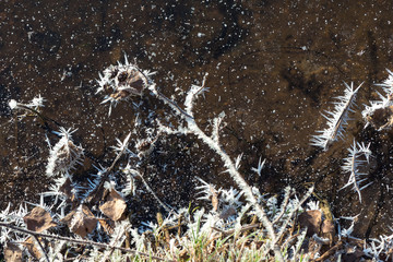 Dendrite crystals formed on the icy surface of forest lake. Close-up,  beautiful natural phenomenon.