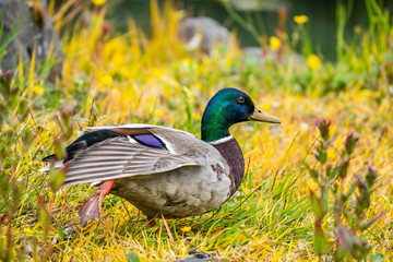 Mallard [Anas platyrhynchos], adult male in full plumage