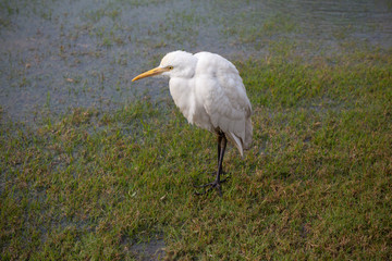 A non-breeding Cattle egret, Bubulcus ibis walking on wet grass at the Taj Mahal, Agra, Uttar Pradesh, India