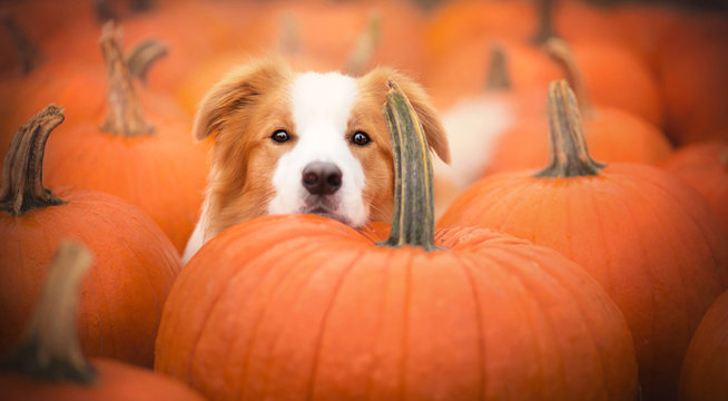 Beautiful dog and pumpkins at autumn