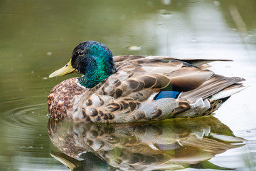 Mallard [Anas platyrhynchos], adult male in full plumage