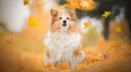 Beautiful dog among yellow leaves at autumn