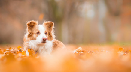 Beautiful dog among yellow leaves at autumn