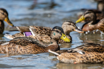 Mallard [Anas platyrhynchos], male in eclipse plumage
