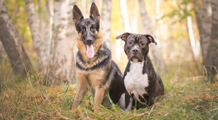 Two dogs among yellow leaves at autumn