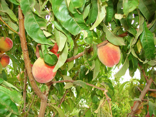 Peach tree with ripe fruits