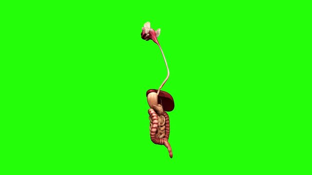 Human Digestive System With Green Screen