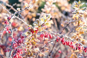 Barberry bush branch with small fruits, winter in garden. Background in frost needles. Morning frost. Rime. Late fall