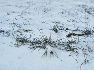 white first snow on green grass