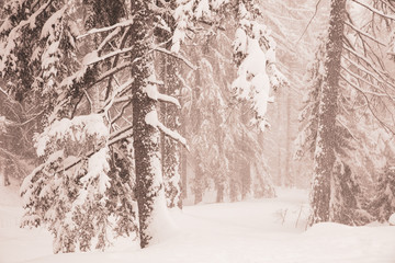 Schneegestöber im Wald