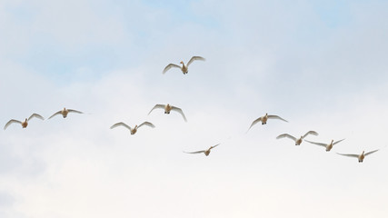 Flock of whooper swans cygnus cygnus in flight during spring migration. Large beautiful white waterbirds in wildlife.