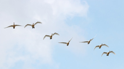 Flock of whooper swans cygnus cygnus in flight during spring migration. Large beautiful white waterbirds in wildlife.