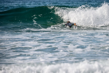 Surfer Dude