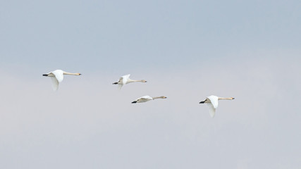 Flock of tundra Bewick's swans Cygnus columbianus bewickii in flight during spring migration. Large beautiful white waterbirds in wildlife.