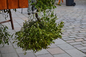 Mistletoe sprigs at the Christmas market in Pilsen