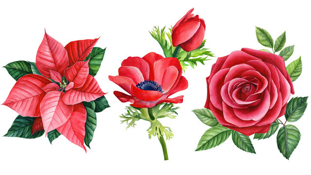 red anemone, rose, poinsettia, beautiful flower on an isolated white background, watercolor illustration, botanical painting