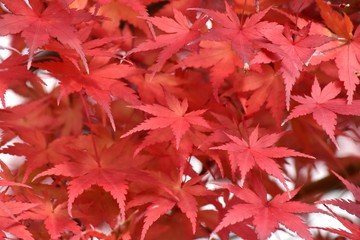 カエデの紅葉