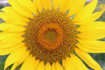 close-up sunflower, fresh yellow flower