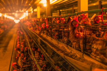 Chicken farm. Egg-laying chicken in battery cages. Commercial hens poultry farming. Layer hens...