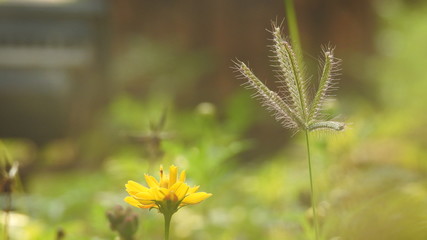 Macro closeup of Brown Growing ornamental home landscape grasses. Big Brownstem - Andropogon gerardii.  Macro close-up of brown grass without-focus background. Plant detail summer macro yellow grass.