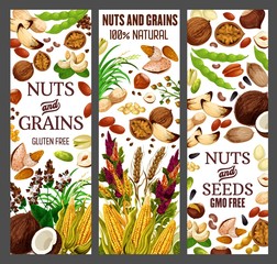 Nuts and cereals, natural organic GMO free grain, gluten free super food nutrition. Vector healthy vegan raw superfood corn, beans, wheat and rye or buckwheat grain, hazelnut, almond and walnut