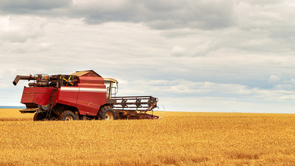 Obraz premium Combine harvester working on a wheat field. Seasonal harvesting the wheat. Agriculture.
