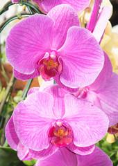  pink orchid 