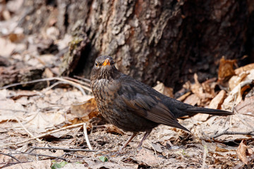 Common blackbird turdus merula young male standing on ground in forest in early spring. Cute dark songbird in wildlife.