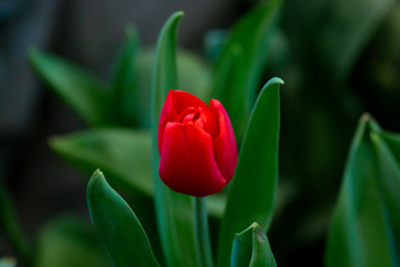 Red tulips with blurred background.