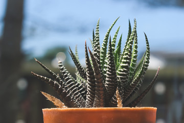 small zebra cactus ornamental plant for decoration in home