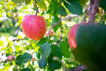 Big apples growing on the apple trees