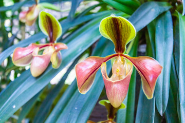 Lady slipper orchid or Paphiopedilum Slipper Orchid (Paphiopedilum gratrixianum) in bloom