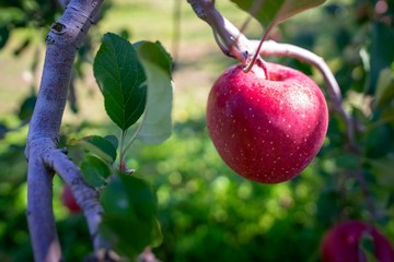 Big apples growing on the apple trees