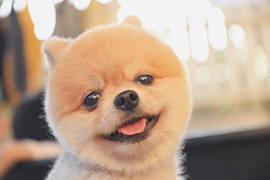 pomeranian dog cute pet happy smiling in the morning
