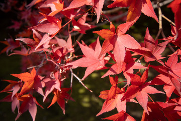 Fototapeta premium red maple leaves in autumn