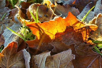 autumn leaves on the ground