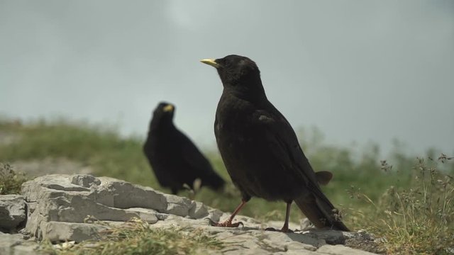 View of two crows in high mountain.